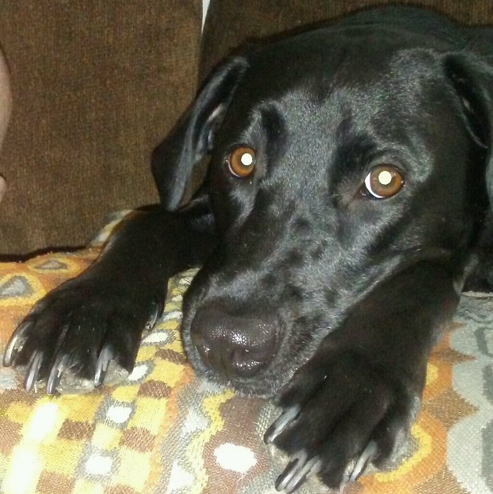 Meet your Posher, Camellia